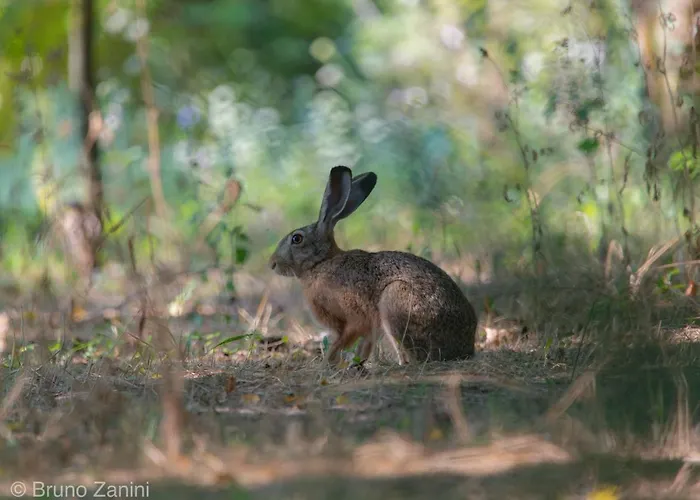 Bed & Breakfast Ca Morari 3*