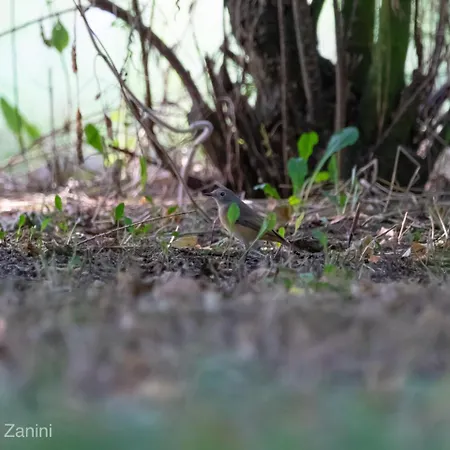 Ca Morari 3* Argenta