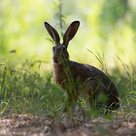 לינה וארוחת בוקר Ca Morari Argenta