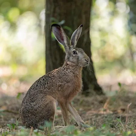 Ca Morari לינה וארוחת בוקר Argenta