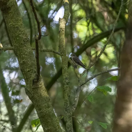 Ca Morari 3* Argenta