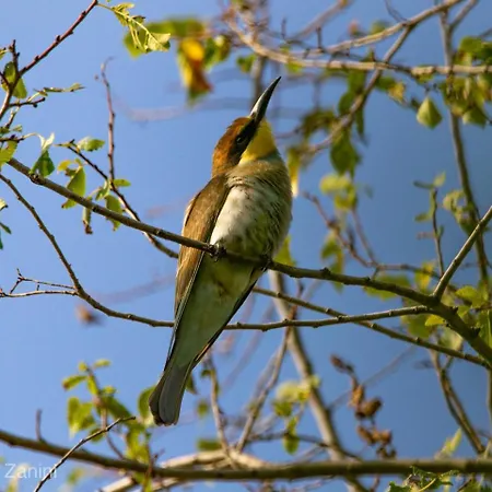 לינה וארוחת בוקר Ca Morari 3*