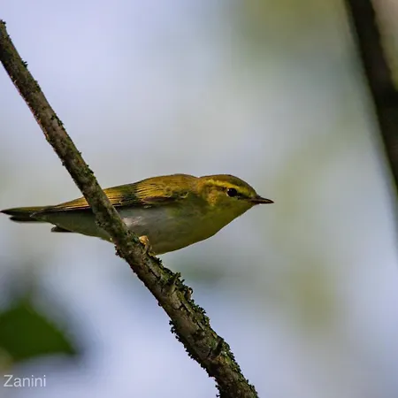 Ca Morari 3* Argenta