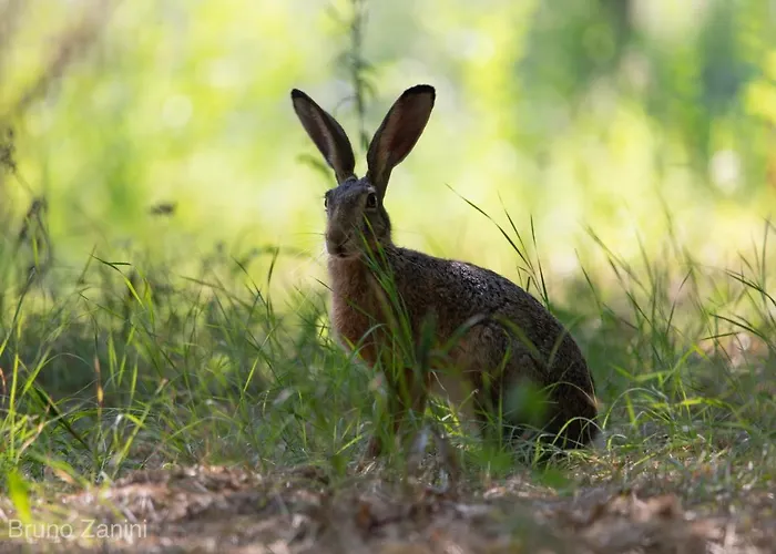 B&B Ca Morari Argenta