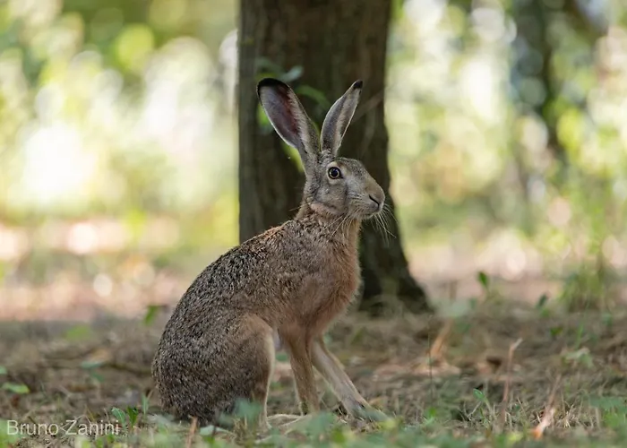 Ca Morari B&B Argenta