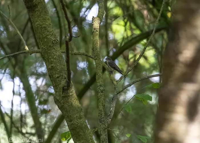 Ca Morari 3* Argenta