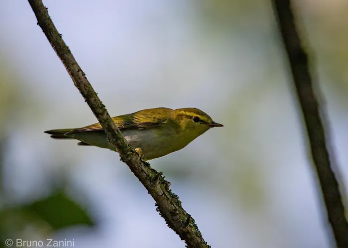 Ca Morari 3* Argenta